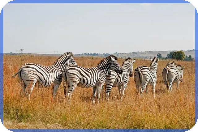 크래프톤상장 게임주 전망은? 현재 주가 분석