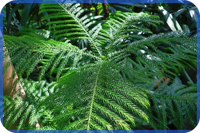 체시스주가 상승 신호 분석과 전망