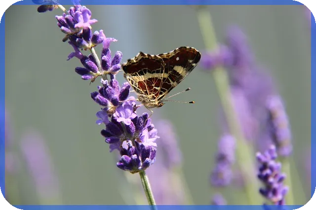 디딤돌대출 한도 최대 현황과 신청요령