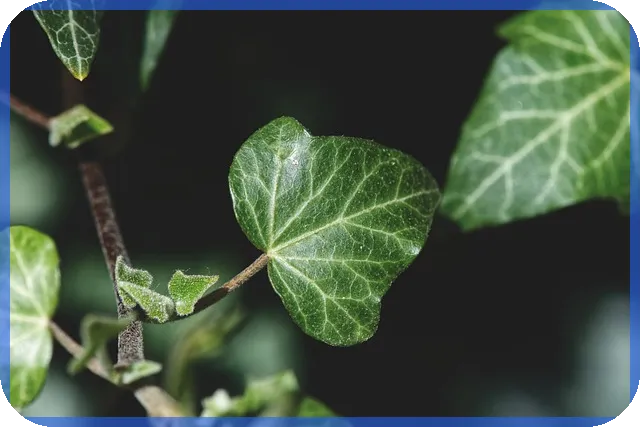 쏘카주가 급등 이유와 향후 전망 분석