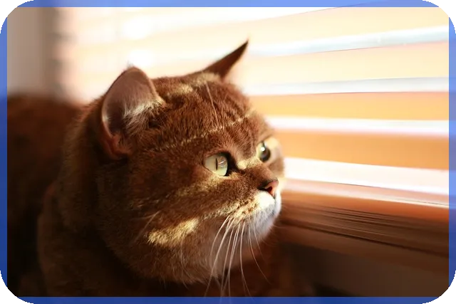 아시아경제주가 전망과 광고관련주 동향 분석