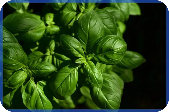 아이스크림주식 제주아이스크림의 건강 아이스크림 생산과 온라인 판매 전략은 무엇일까