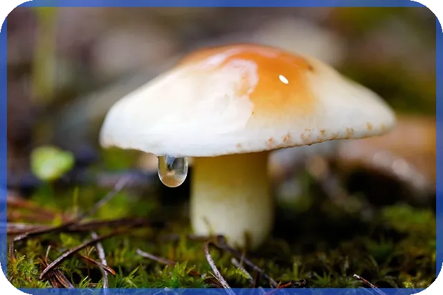 윌비스주가 온라인 교육주 강세 전망은 무엇