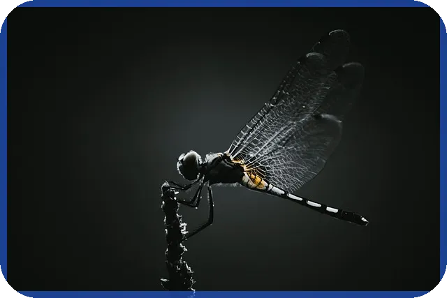 전세자금대출 소득공제 완벽 가이드 2025년 절세 전략