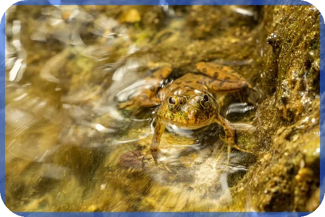펜션사업 시작하기 핵심 전략과 법적 가이드