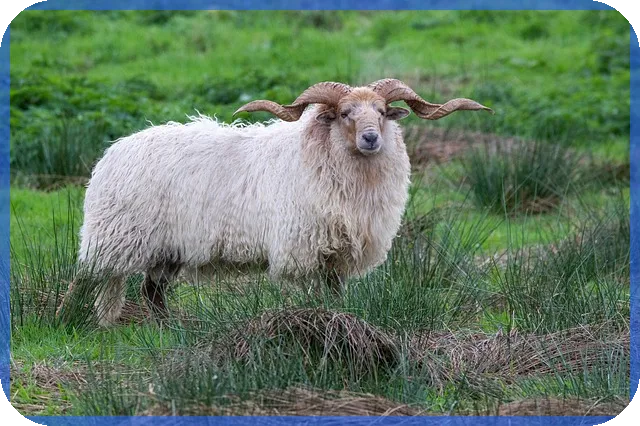 대출금 상환 확인서 발급 방법과 필요성 궁금증 해결