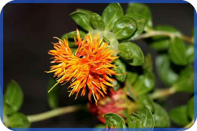 신생아 특례대출 대환 금리 조건 총정리