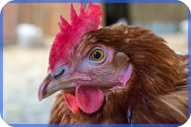 에코프로주가 전망은 미래가 밝을까 관심 집중