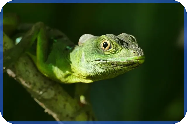 여성사업자대출 정부지원으로 저금리 자금 마련하는 법