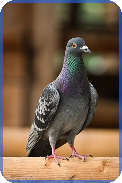 전세대출거절 계약금 돌려받기 방법과 절차를 알아보자