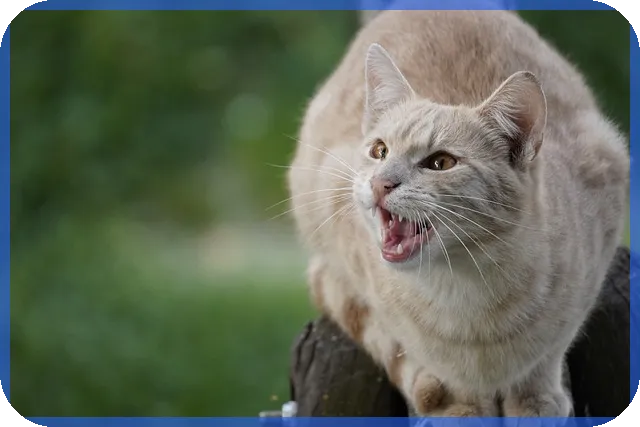 카카오게임즈주가 급등 이유와 앞으로 전망