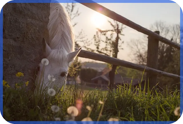개인연금세액공제 최대 활용법과 절세 전략