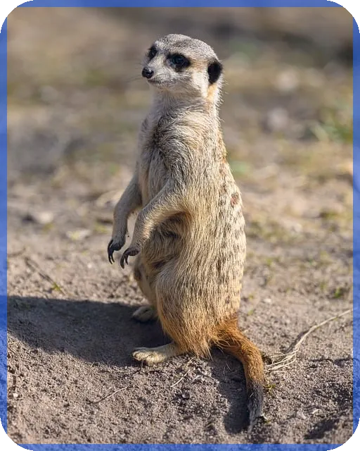 상한가따라잡기 위험성 분석과 주의점