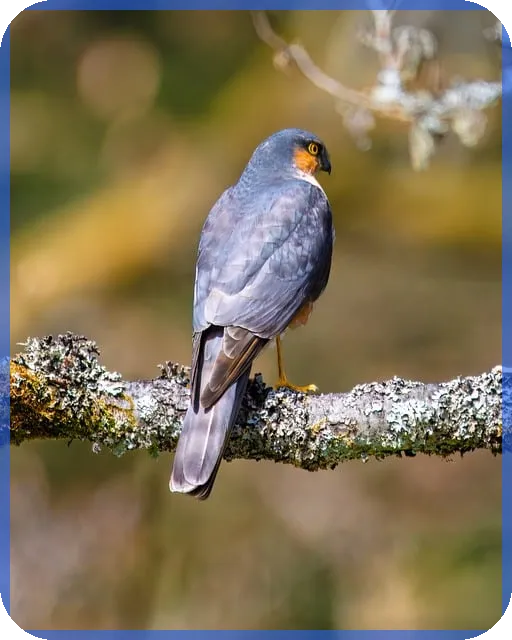 상한가따라잡기 위험성 분석과 주의점