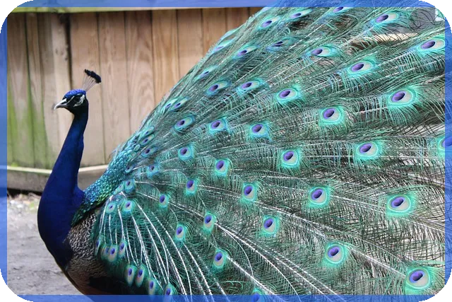 신한카드현금서비스 결제일 관리로 금융 안정 확보