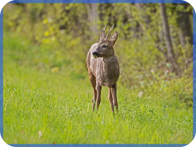 홈쇼핑암보험 암보장 합리적 선택법 공개